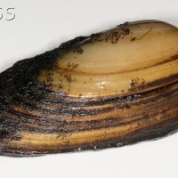 Painter's Mussel